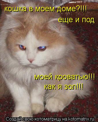Котоматрица: кошка в моем доме?!!! еще и под  моей кроватью!!! как я зол!!!