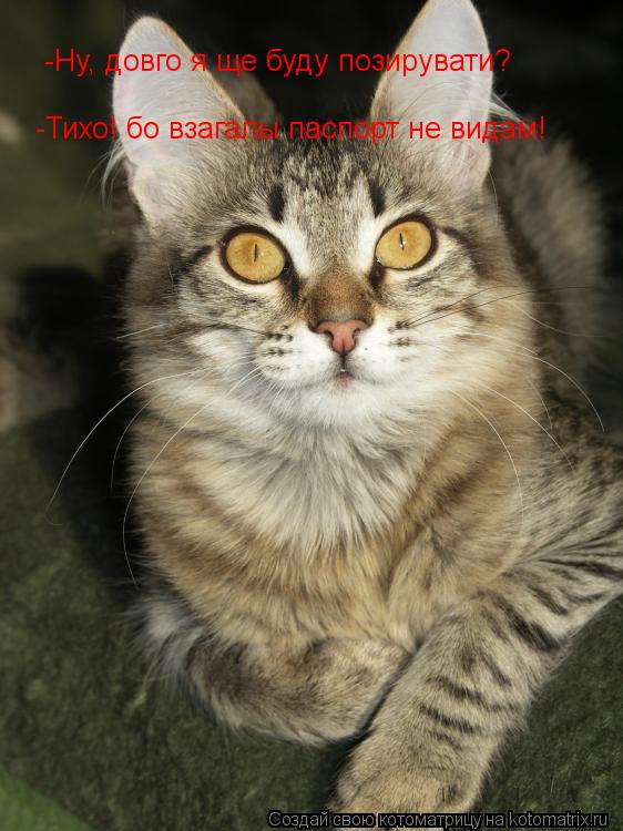 Котоматрица: -Ну, довго я ще буду позирувати? -Тихо! бо взагалы паспорт не видам!