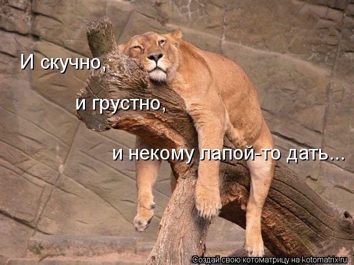 Котоматрица: И скучно, и грустно, и некому лапой-то дать...