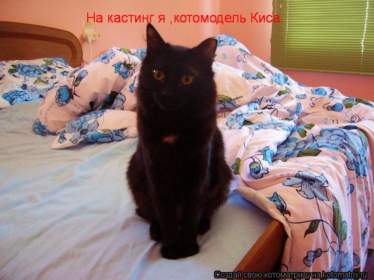 Котоматрица: На кастинг я ,котомодель Киса. На кастинг я ,котомодель Киса. На кастинг я ,котомодель Киса.