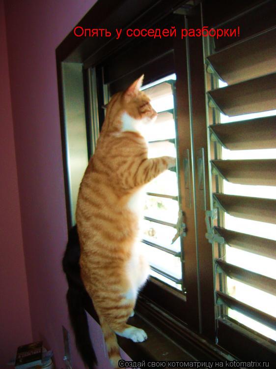 Котоматрица: Опять у соседей разборки! Опять у соседей разборки!