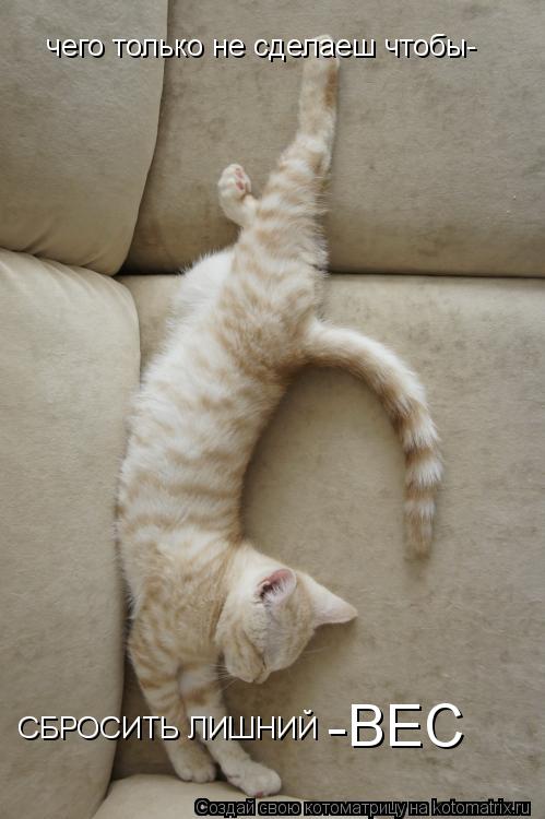 Котоматрица: чего только не сделаеш чтобы- СБРОСИТЬ ЛИШНИЙ  -ВЕС