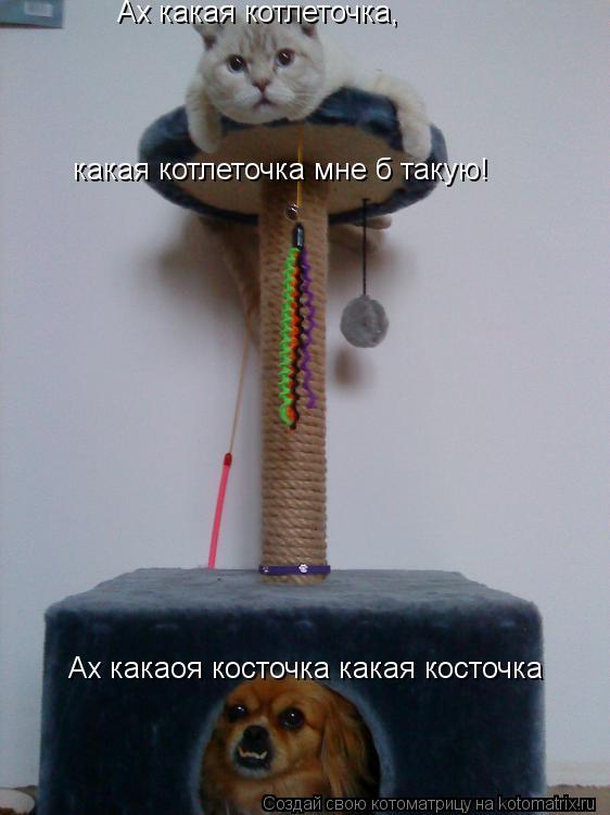 Котоматрица: Ах какая котлеточка,  какая котлеточка мне б такую! Ах какаоя косточка какая косточка
