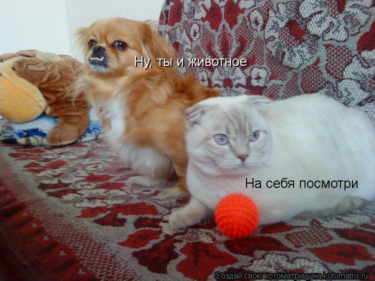 Котоматрица: Ну, ты и животное На себя посмотри