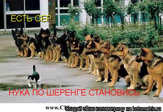 Котоматрица: НУКА ПО ШЕРЕНГЕ СТАНОВИСЬ  ЕСТЬ СЕР
