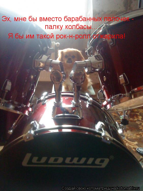 Котоматрица: Эх, мне бы вместо барабанных палочек -  палку колбасы..... Я бы им такой рок-н-ролл отжарила!