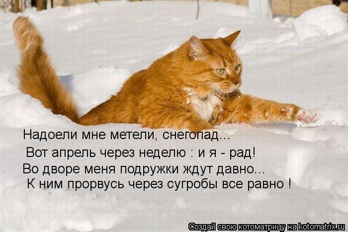 Котоматрица: Надоели мне метели, снегопад... Вот апрель через неделю : и я - рад! Во дворе меня подружки ждут давно... К ним прорвусь через сугробы все равно !