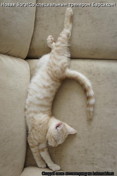 Котоматрица: Новая йога!Со специальным тренером Барсиком!