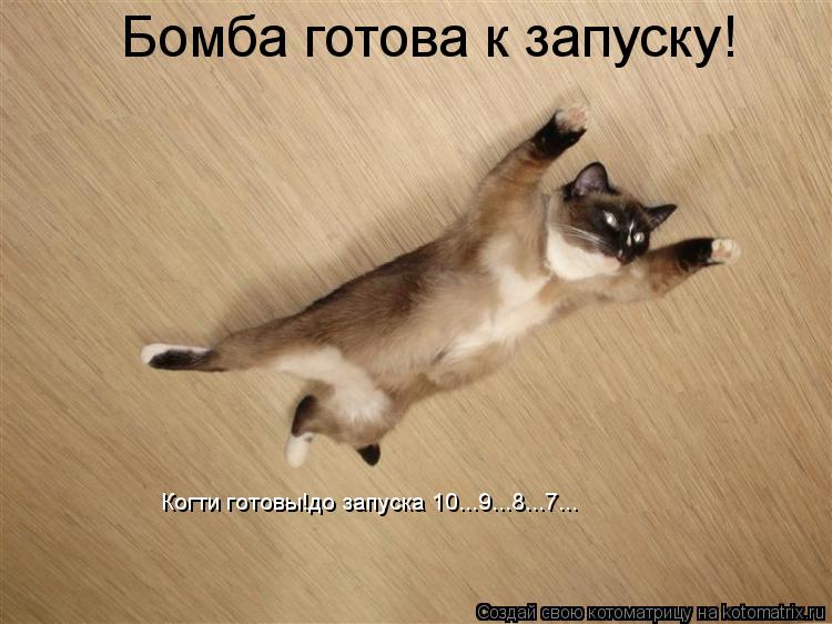 Котоматрица: Бомба готова к запуску! Когти готовы!до запуска 10...9...8...7...