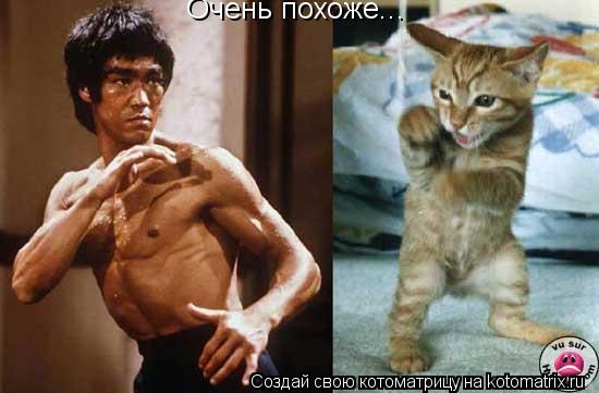 Котоматрица: Очень похоже...