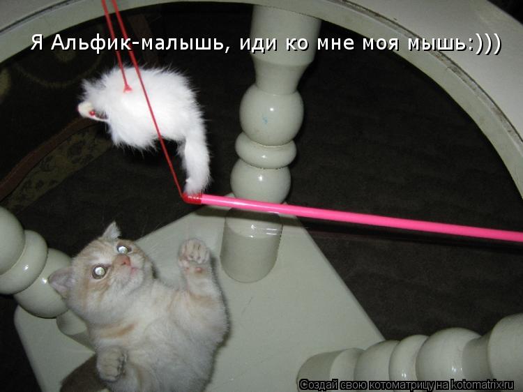 Котоматрица: Я Альфик-малышь, иди ко мне моя мышь:))) Я Альфик-малышь, иди ко мне моя мышь:)))