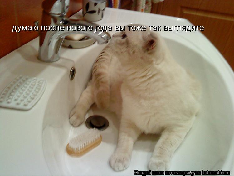 Котоматрица: думаю после нового года вы тоже так выглядите