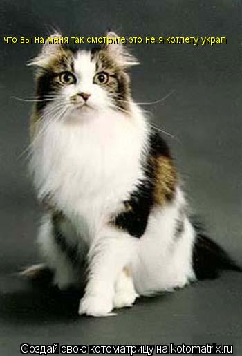 Котоматрица: что вы на меня так смотрите это не я котлету украл