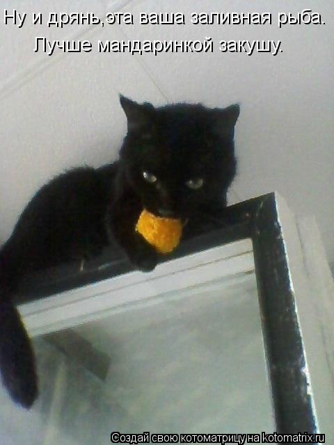 Котоматрица: Ну и дрянь,эта ваша заливная рыба. Лучше мандаринкой закушу.