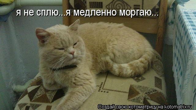 Котоматрица: я не сплю...я медленно моргаю...