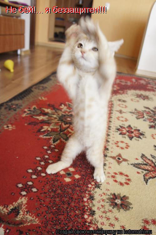 Котоматрица: Не бей!... я беззащитен!!! Не бей!... я беззащитен!!!