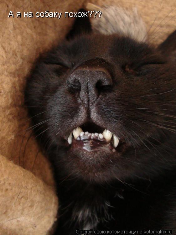 Котоматрица: А я на собаку похож???