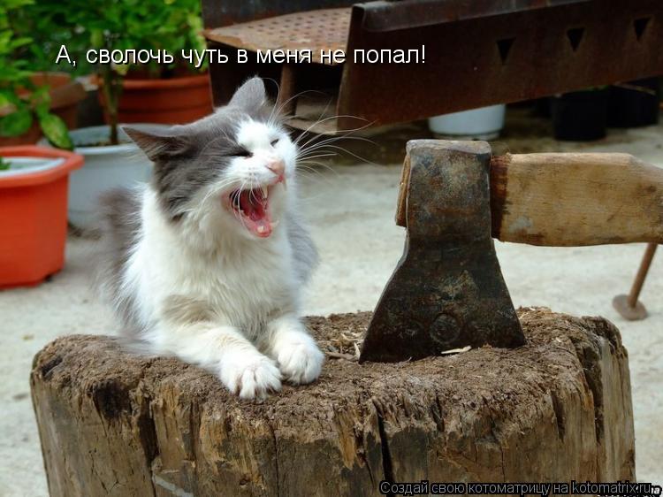 Котоматрица: А, сволочь чуть в меня не попал!