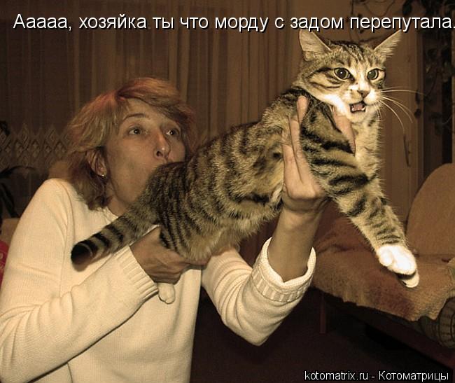 Котоматрица: Ааааа, хозяйка ты что морду с задом перепутала.
