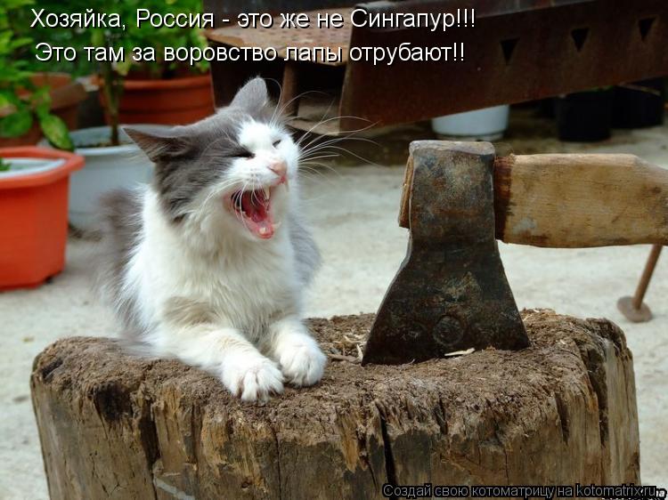 Котоматрица: Хозяйка, Россия - это же не Сингапур!!!  Это там за воровство лапы отрубают!!