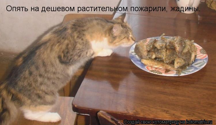 Котоматрица: Опять на дешевом растительном пожарили, жадины.
