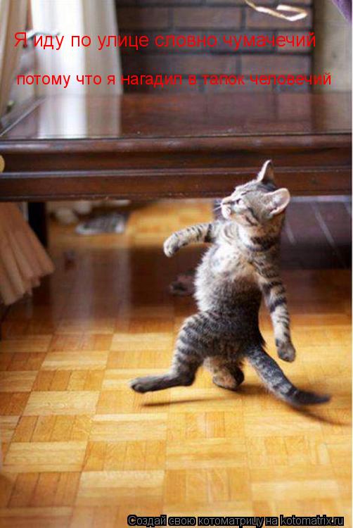 Котоматрица: Я иду по улице словно чумачечий потому что я нагадил в тапок человечий