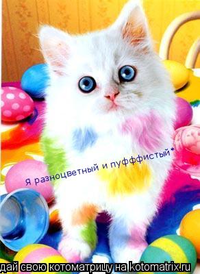 Котоматрица: Я разноцветный и пуфффистый*