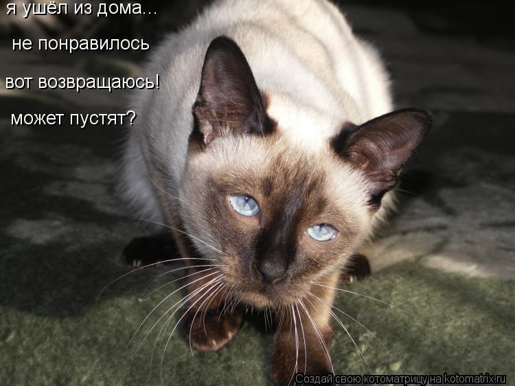 Котоматрица: я ушёл из дома... не понравилось вот возвращаюсь! может пустят?