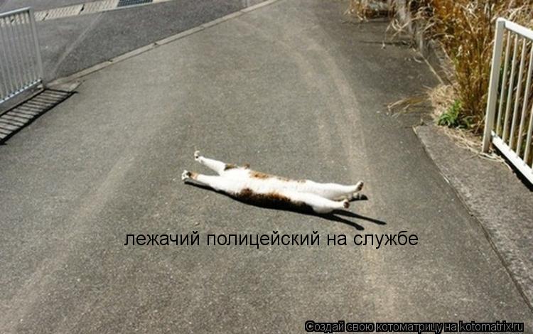 Котоматрица: лежачий полицейский на службе