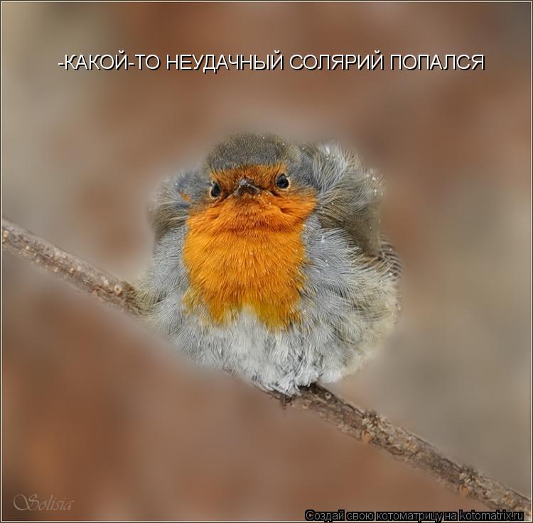 -КАКОЙ-ТО НЕУДАЧНЫЙ СОЛЯРИЙ ПОПАЛСЯ... Котоматрица: -КАКОЙ-ТО НЕУДАЧНЫЙ СОЛЯРИЙ ПОПАЛСЯ