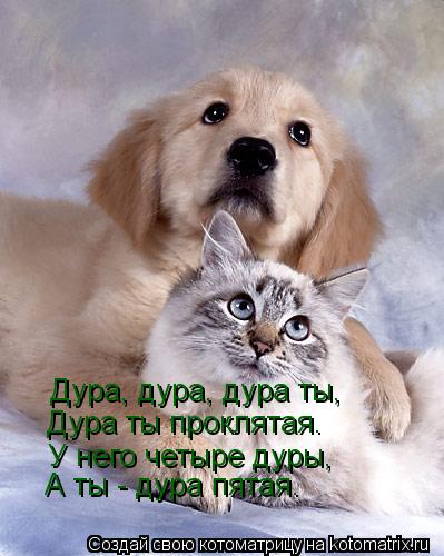 Котоматрица: Дура, дура, дура ты, Дура ты проклятая. У него четыре дуры, А ты - дура пятая.
