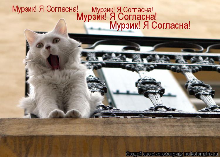 Котоматрица: Мурзик! Я Согласна! Мурзик! Я Согласна! Мурзик! Я Согласна! Мурзик! Я Согласна!