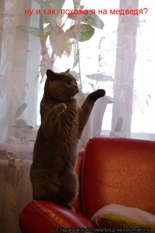 Котоматрица: ну и как. похожа я на медведя?