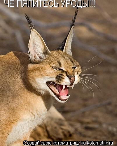 Котоматрица: ЧЕ ПЯЛИТЕСЬ УРОДЫ!!!