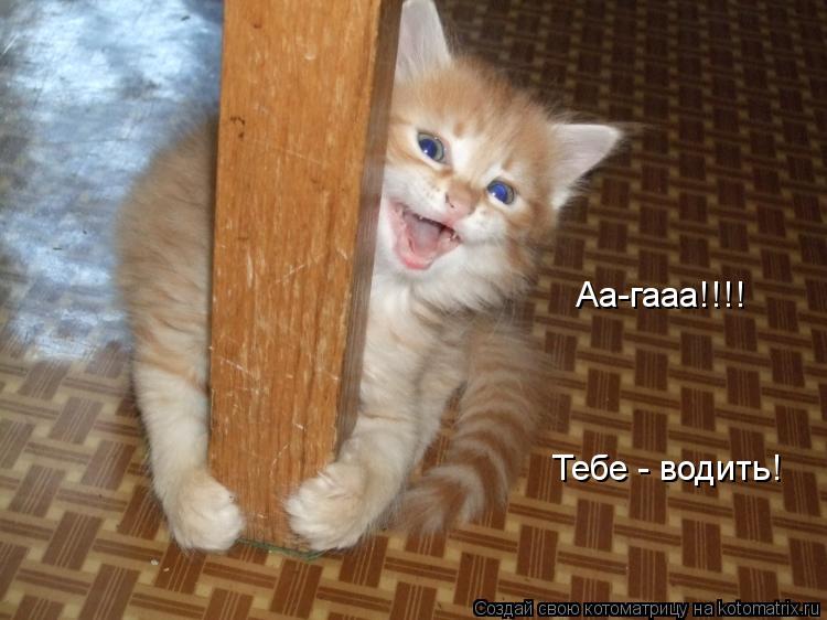 Котоматрица: Аа-гааа!!!! Тебе - водить!