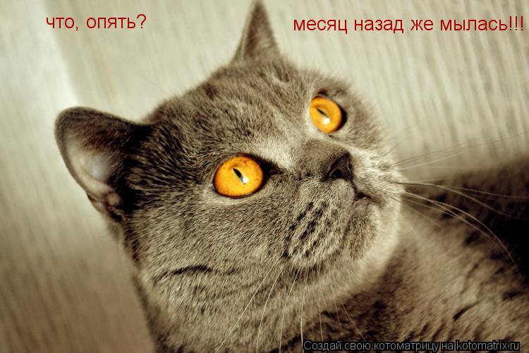 Котоматрица: что, опять?  месяц назад же мылась!!!