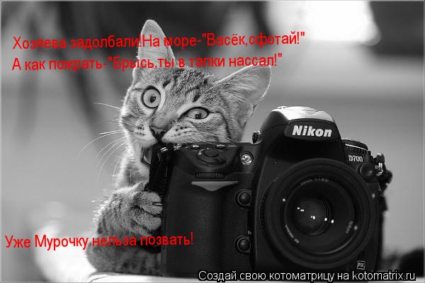 Котоматрица: Хозяева задолбали!На море-"Васёк,сфотай!" А как пожрать-"Брысь,ты в тапки нассал!" Уже Мурочку нельза позвать!
