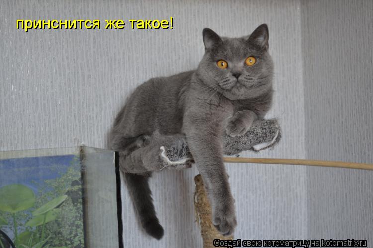 Котоматрица: принснится же такое!