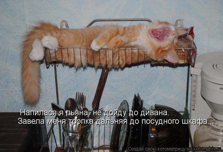 Котоматрица: Напилася я пьяна, не дойду до дивана. Завела меня тропка дальняя до посудного шкафа...