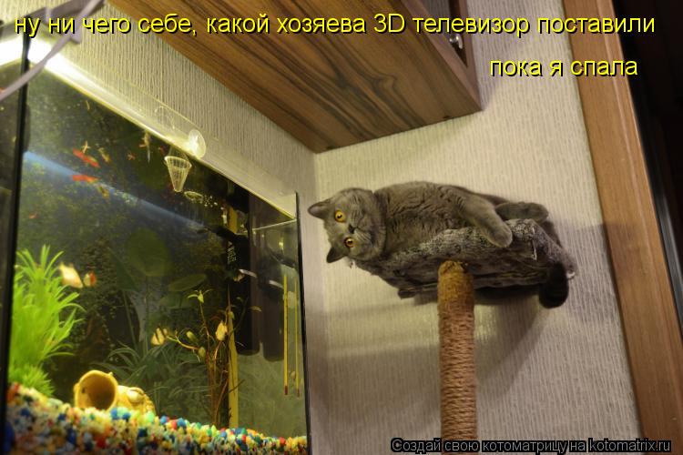 Котоматрица: ну ни чего себе, какой хозяева 3D телевизор поставили пока я спала