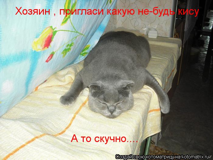 Котоматрица: Хозяин , пригласи какую не-будь кису А то скучно....