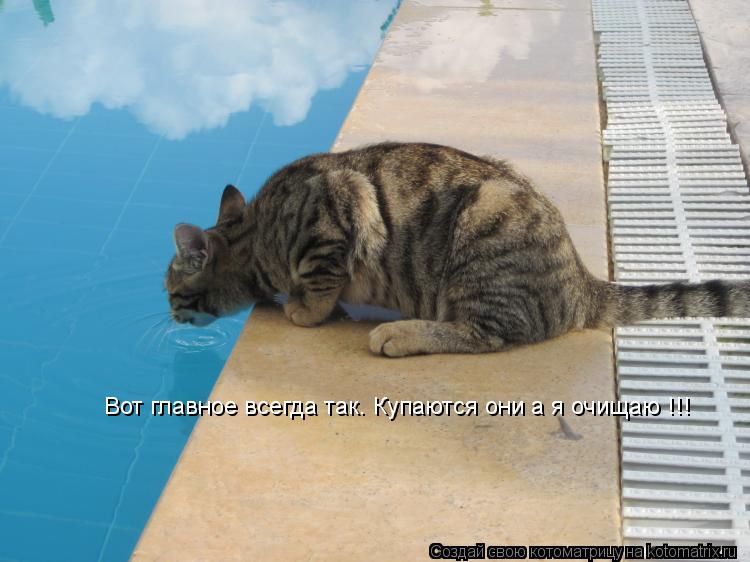 Котоматрица: Вот главное всегда так. Купаются они а я очищаю !!!