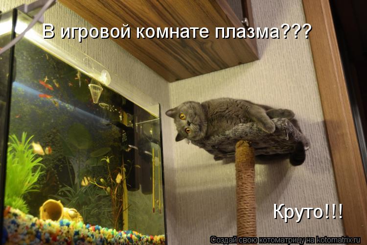 Котоматрица: В игровой комнате плазма??? Круто!!!