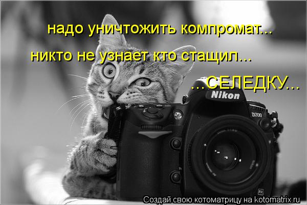 Котоматрица: надо уничтожить компромат... никто не узнает кто стащил... ...СЕЛЕДКУ...