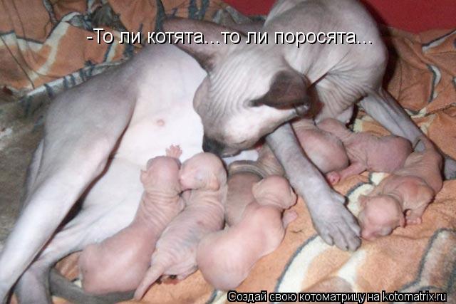 Котоматрица: -То ли котята...то ли поросята...