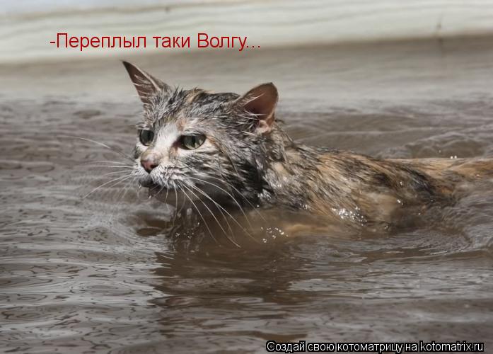 Котоматрица: -Переплыл таки Волгу...