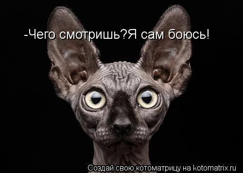 Котоматрица: -Чего смотришь?Я сам боюсь!