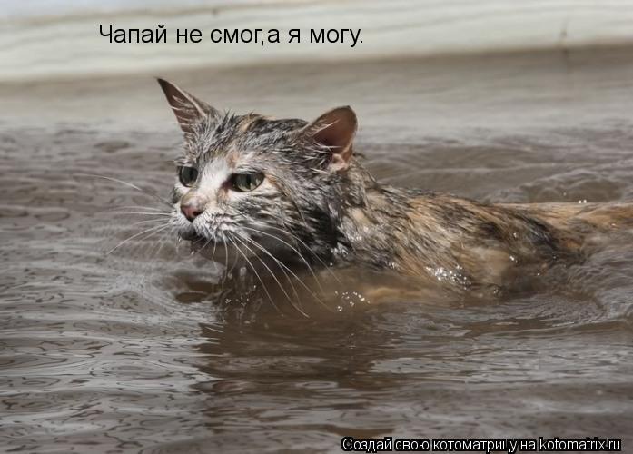 Котоматрица: Чапай не смог,а я могу.