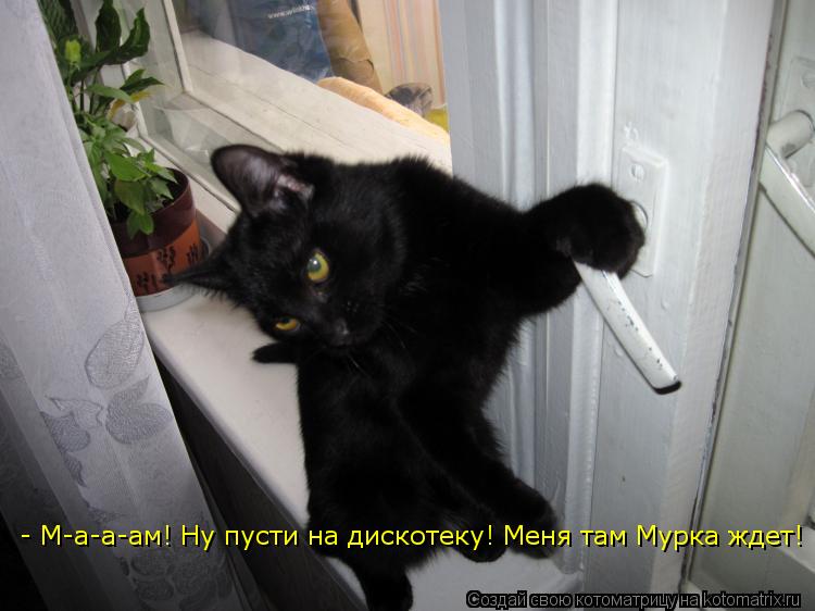 Котоматрица: - М-а-а-ам! Ну пусти на дискотеку! Меня там Мурка ждет!