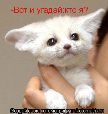 Котоматрица: -Вот и угадай:кто я?